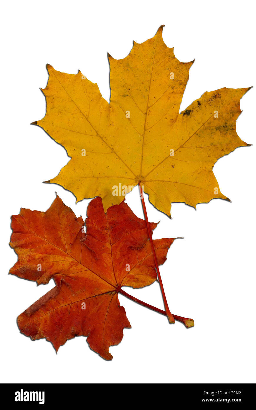 Closeup of two autumn colored maple leaves USA Stock Photo