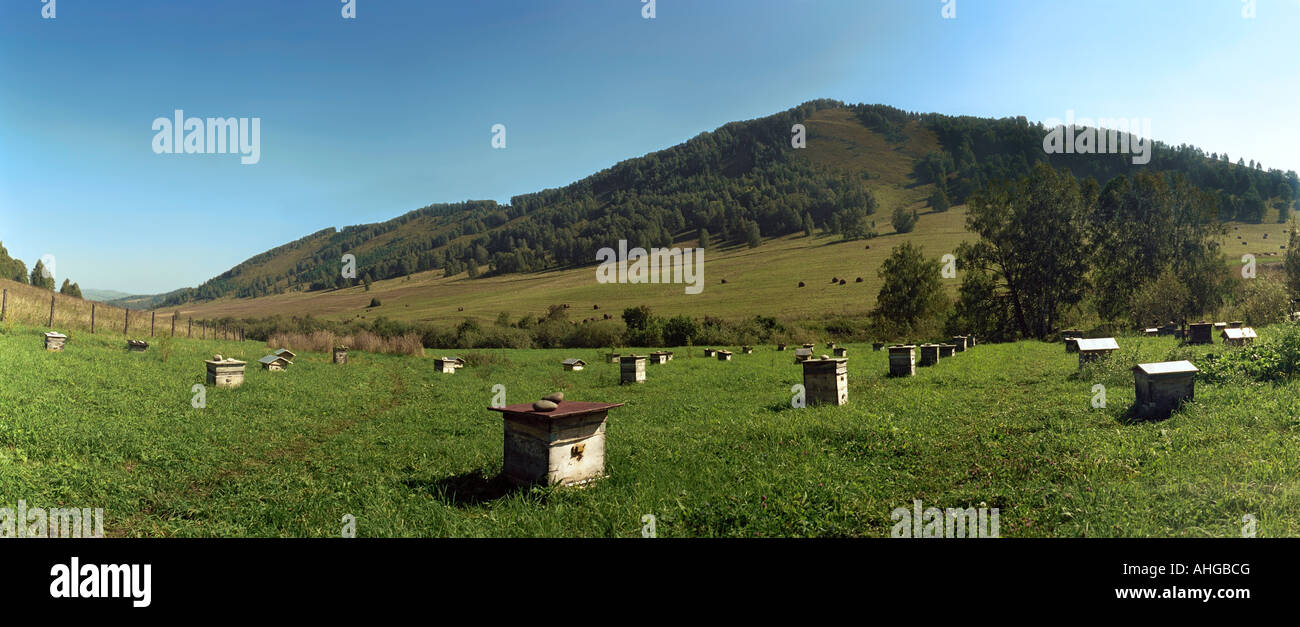 Altai apiary hi-res stock photography and images - Alamy