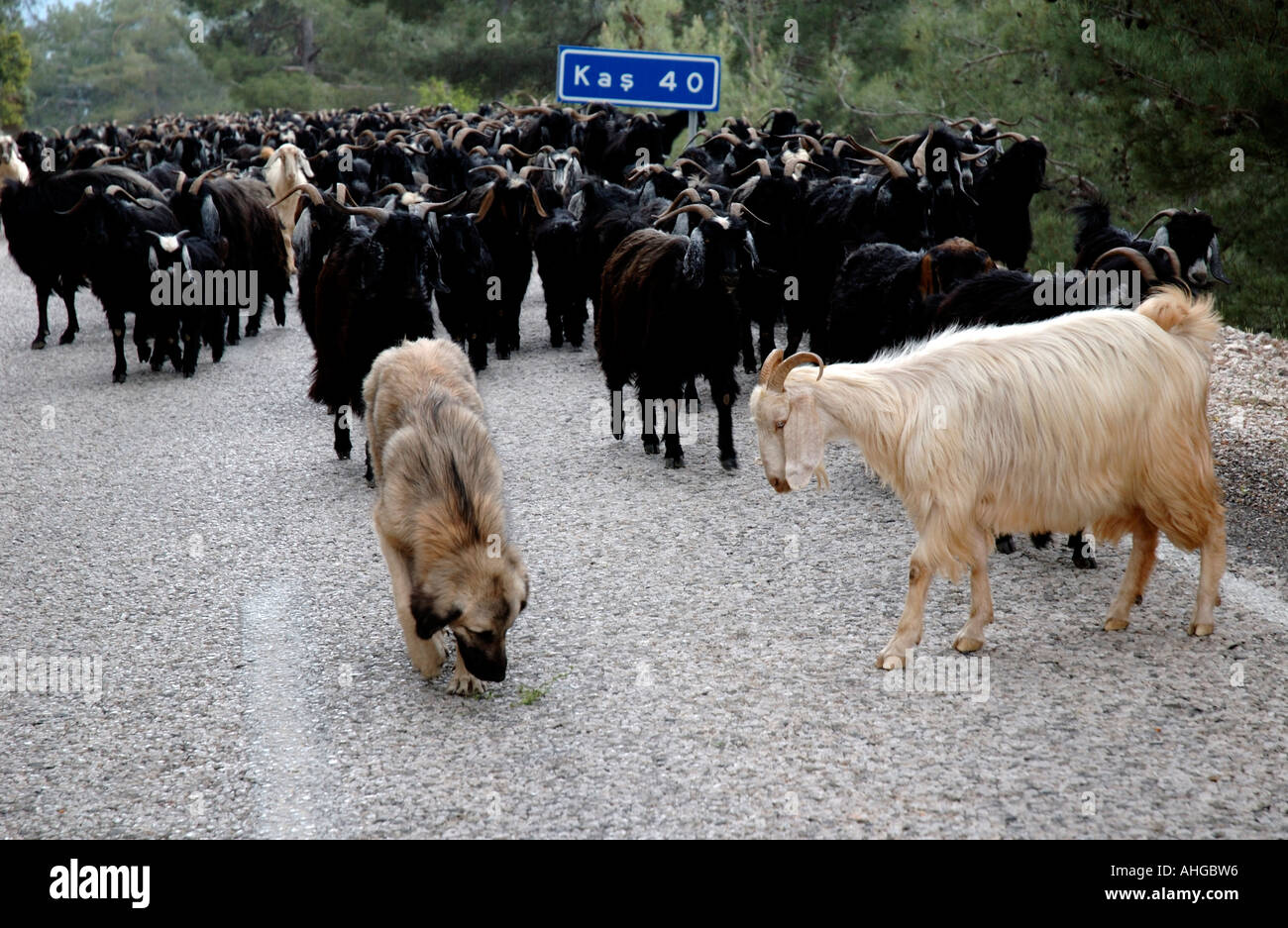 sheep and goats being moved along the road to summer grazing in the mountains of southern Turkey. Stock Photo