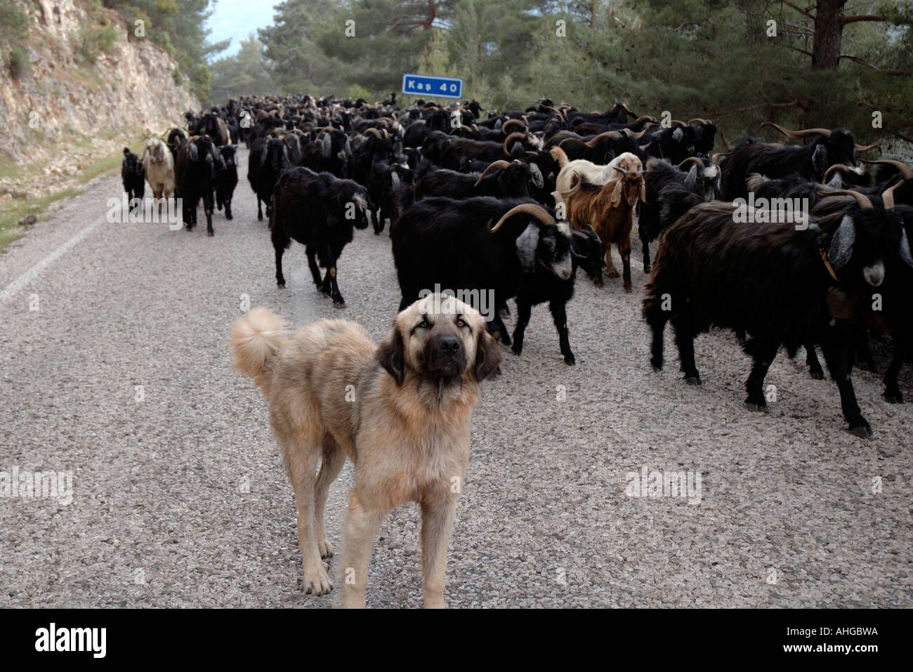 sheep and goats being moved along the road to summer grazing in the mountains of southern Turkey. Stock Photo