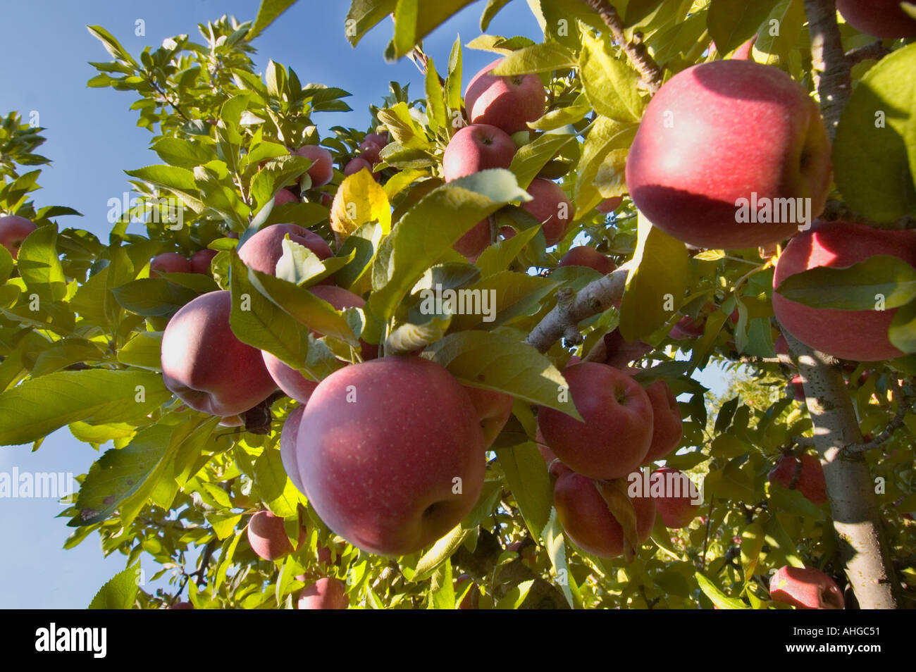 Apple orchard goodness hi-res stock photography and images - Alamy