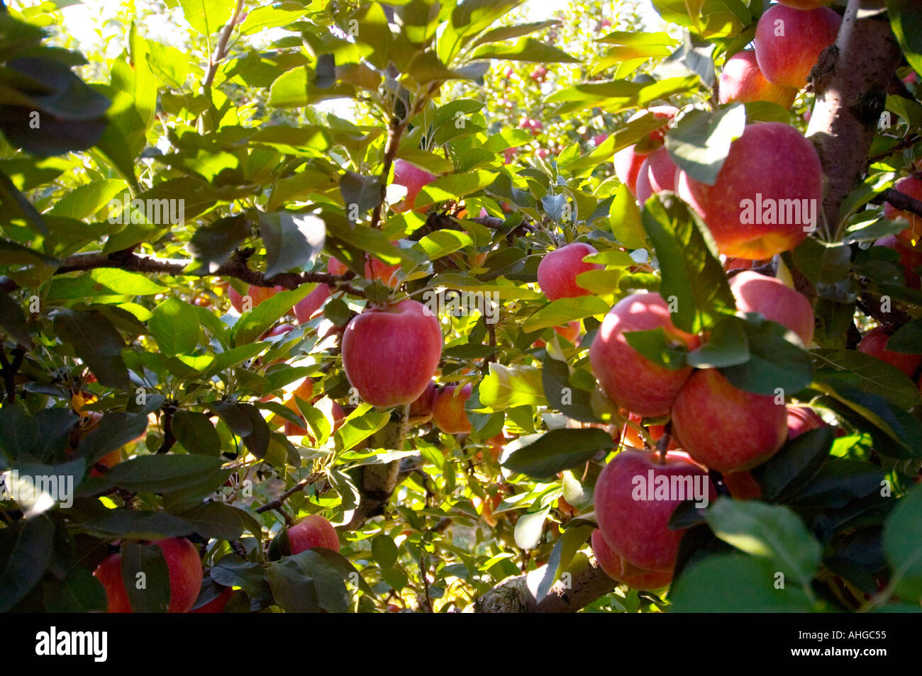 Apple orchard goodness hi-res stock photography and images - Alamy