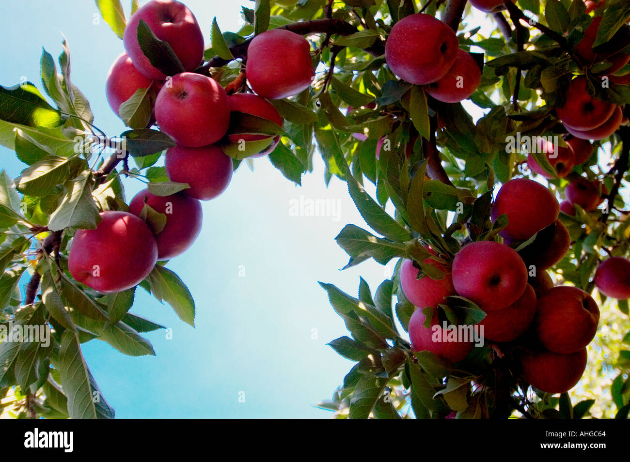 Red Apple Arch Stock Photo - Alamy