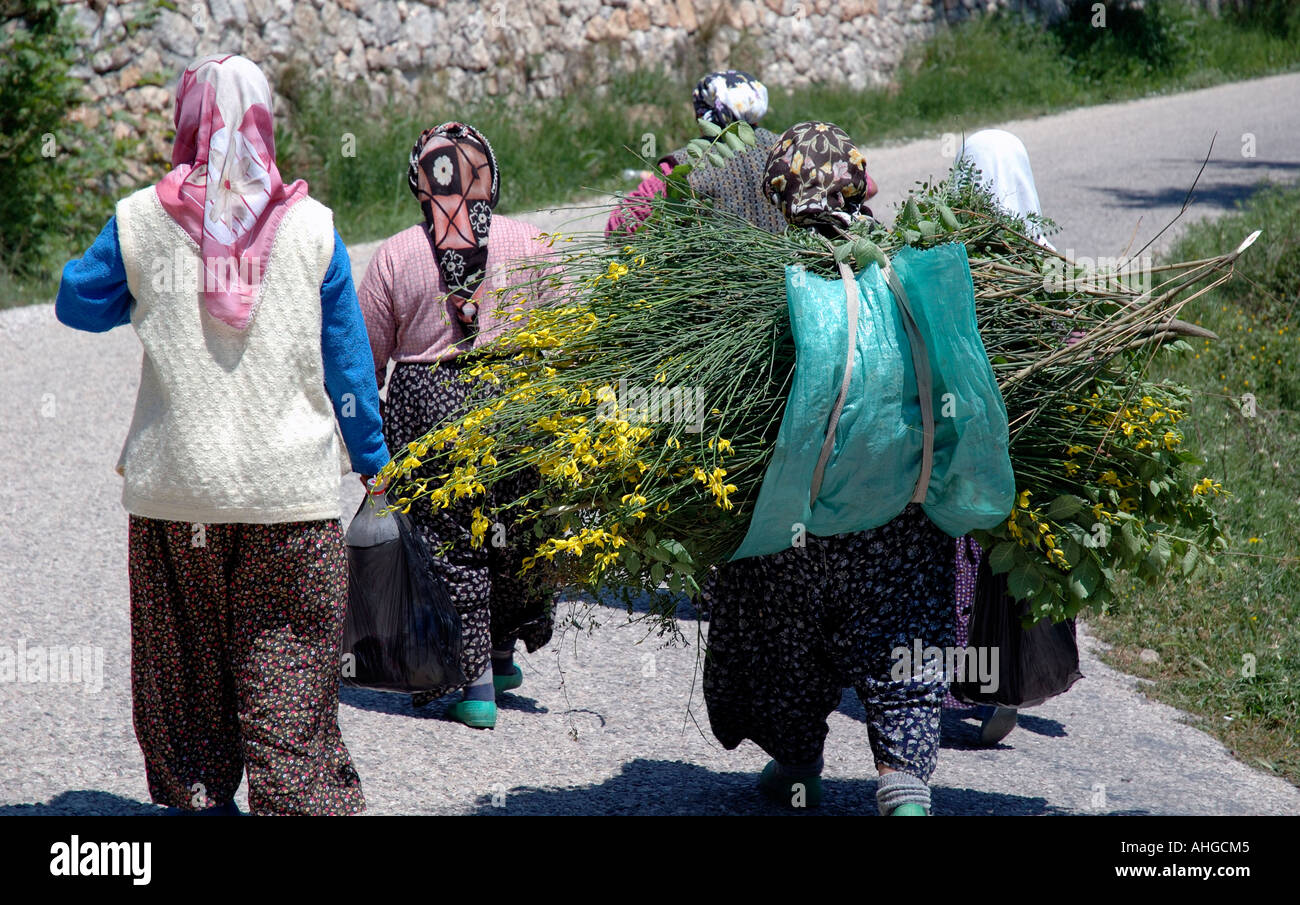 Turkish women on the road  up in the mountains of Southern Turkey carrying bundles of grasses for animal feed. Stock Photo