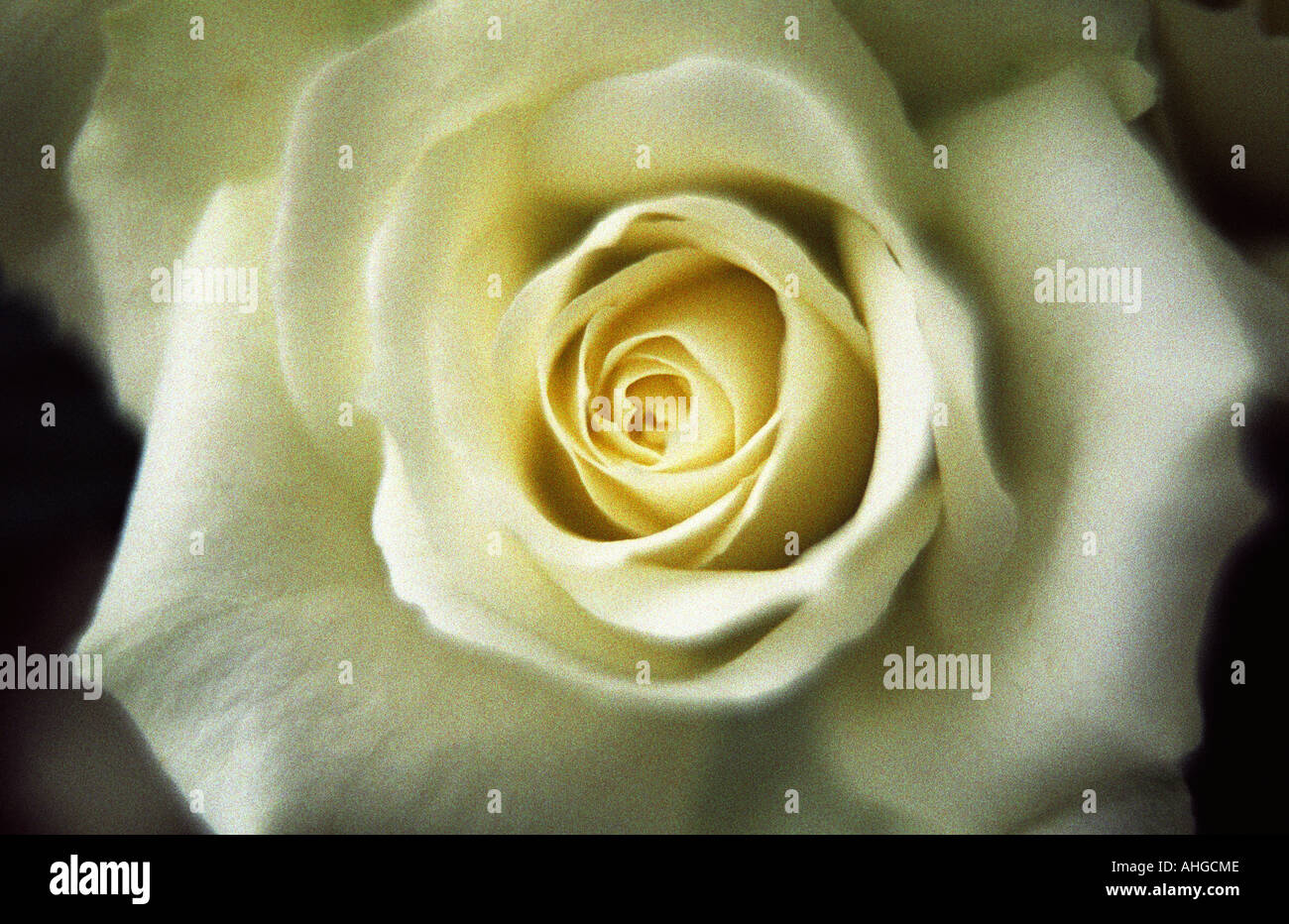close up of a white rose Stock Photo