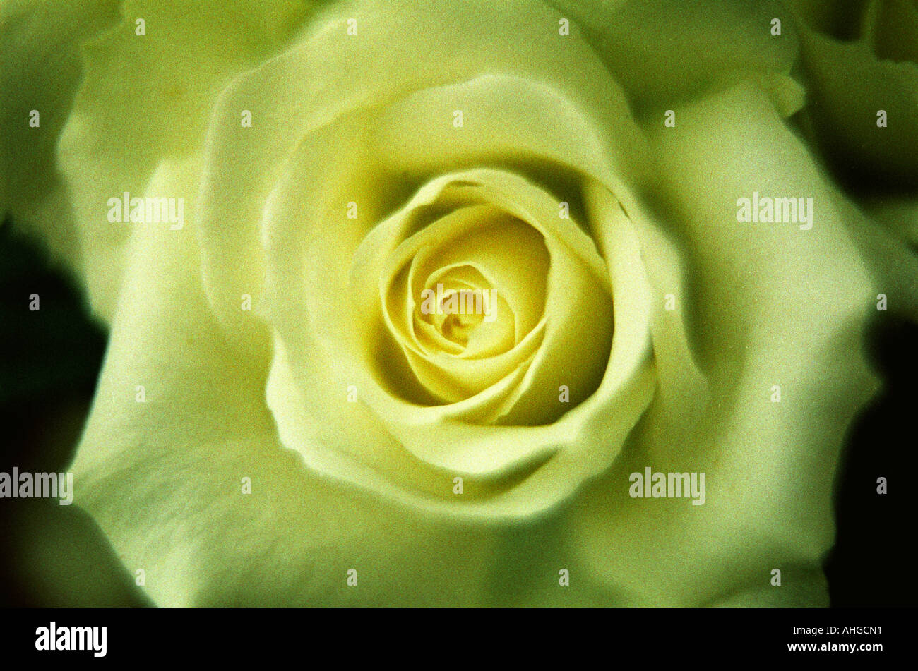 close up of a white rose Stock Photo