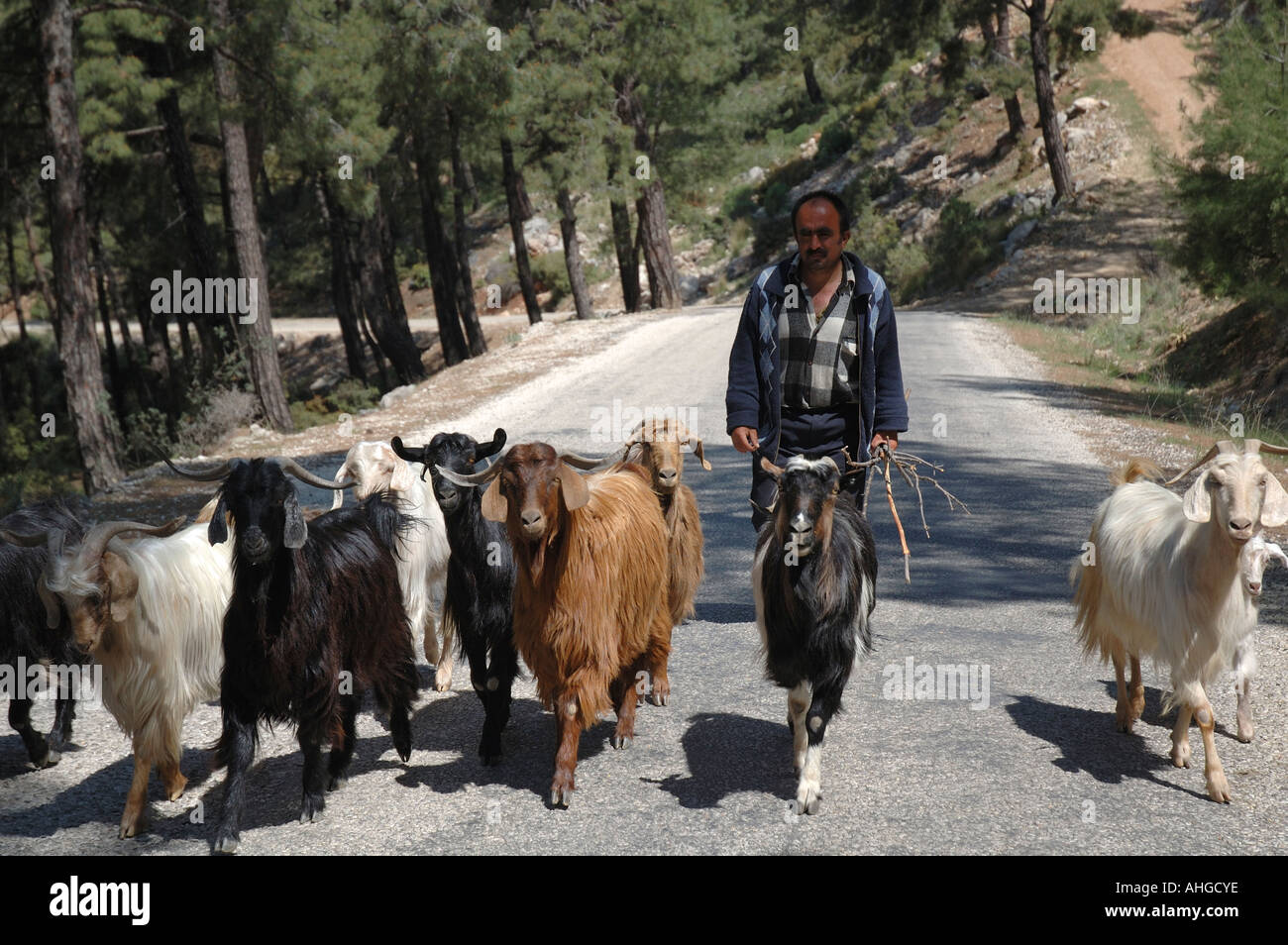 Turkish man on the road with their goats looking for pasture up in the mountain of Southern Turkey. Stock Photo