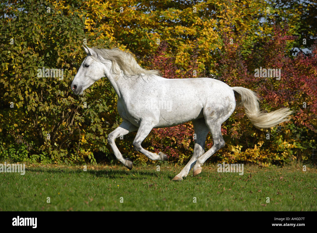 horse (Cruzado) - galloping on meadow Stock Photo