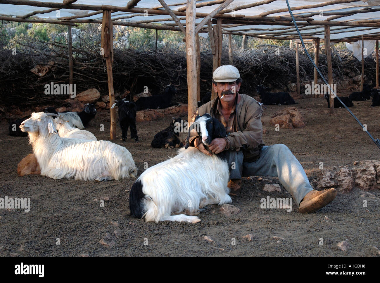 Kurdish nomad tending his sheep and goats up in the hills of Southern Turkey near Kas. Stock Photo