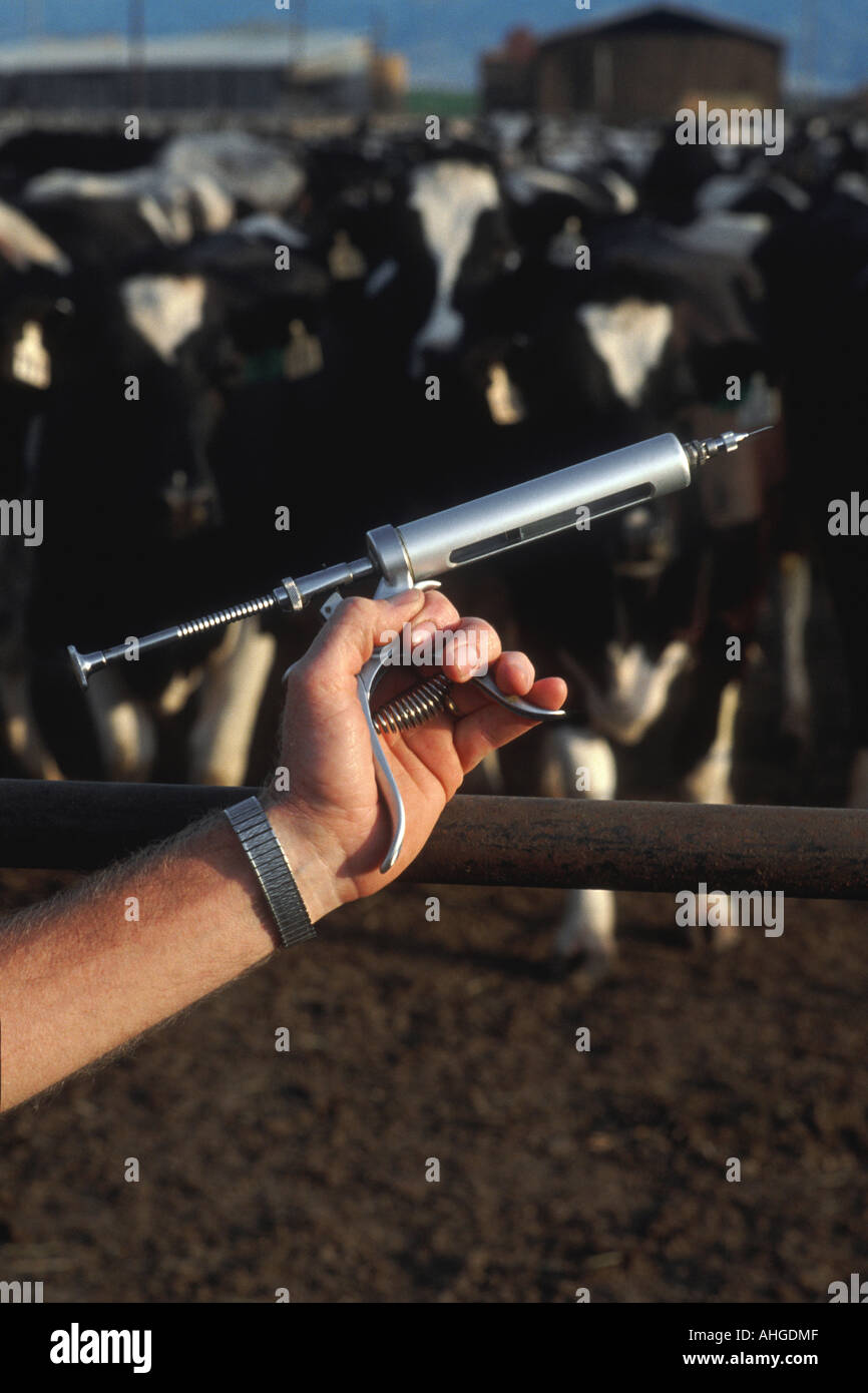 A hypodermic syringe with dairy cattle in background. Stock Photo