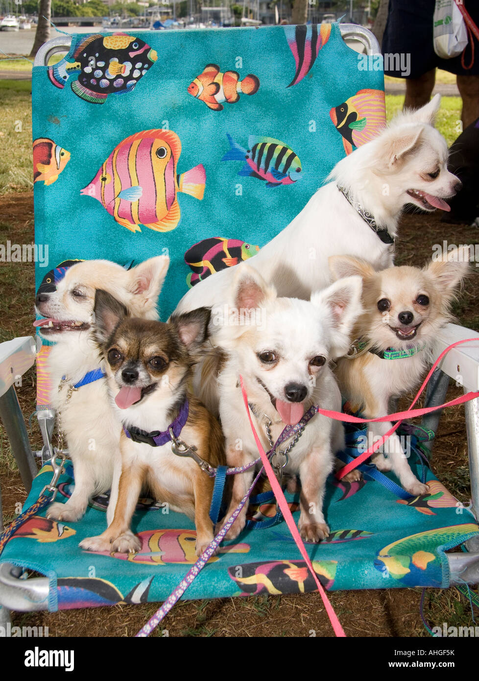 Many small chihuahua dogs sitting on a beach chair Stock Photo Alamy