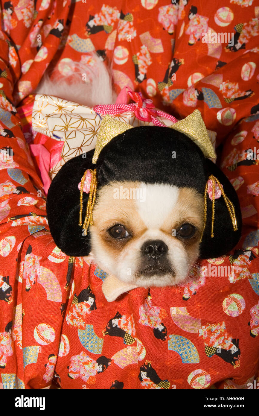 Asian Chihuahua 2024 leadctr