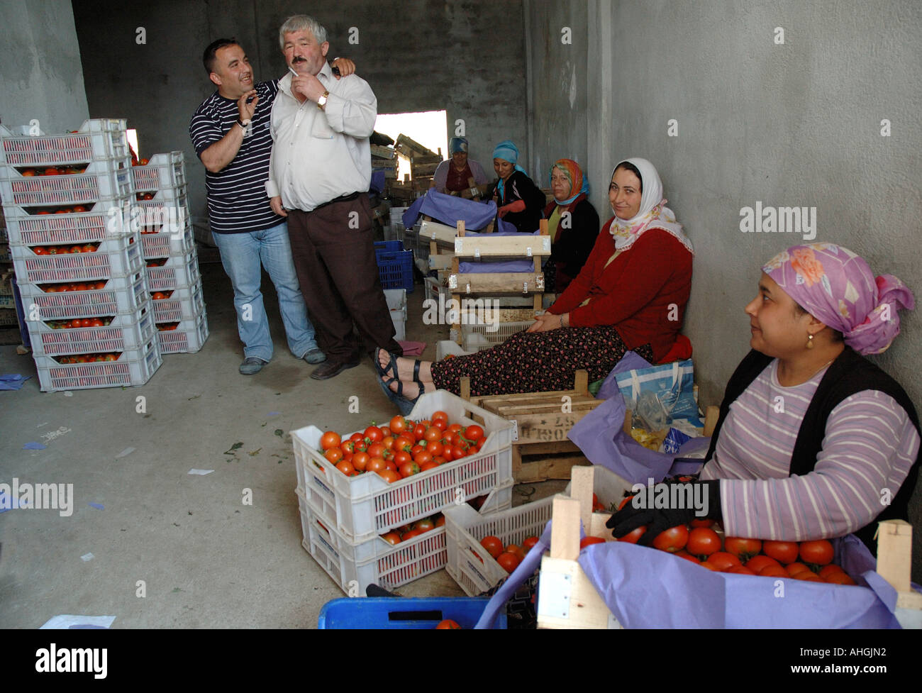 Agricultural workers sorting at tomatoes at distribution depot in small town of Yesilkoy Stock Photo