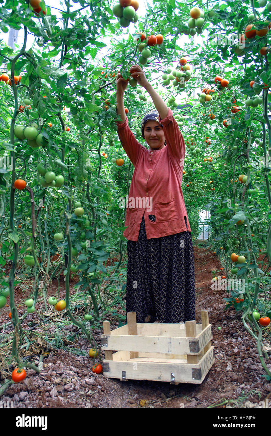 Agricultural workers picking tomatoes in family greenhouse near  small town of Yesilkoy in Anatolia Southern Turkey. Stock Photo