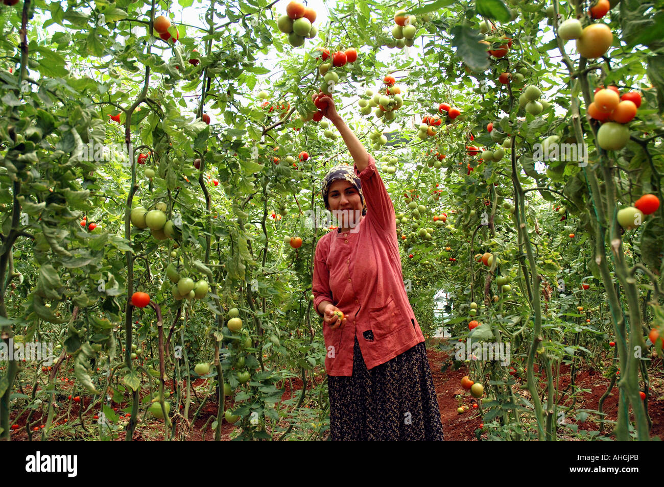 Agricultural workers picking tomatoes in family greenhouse near  small town of Yesilkoy in Anatolia Southern Turkey. Stock Photo