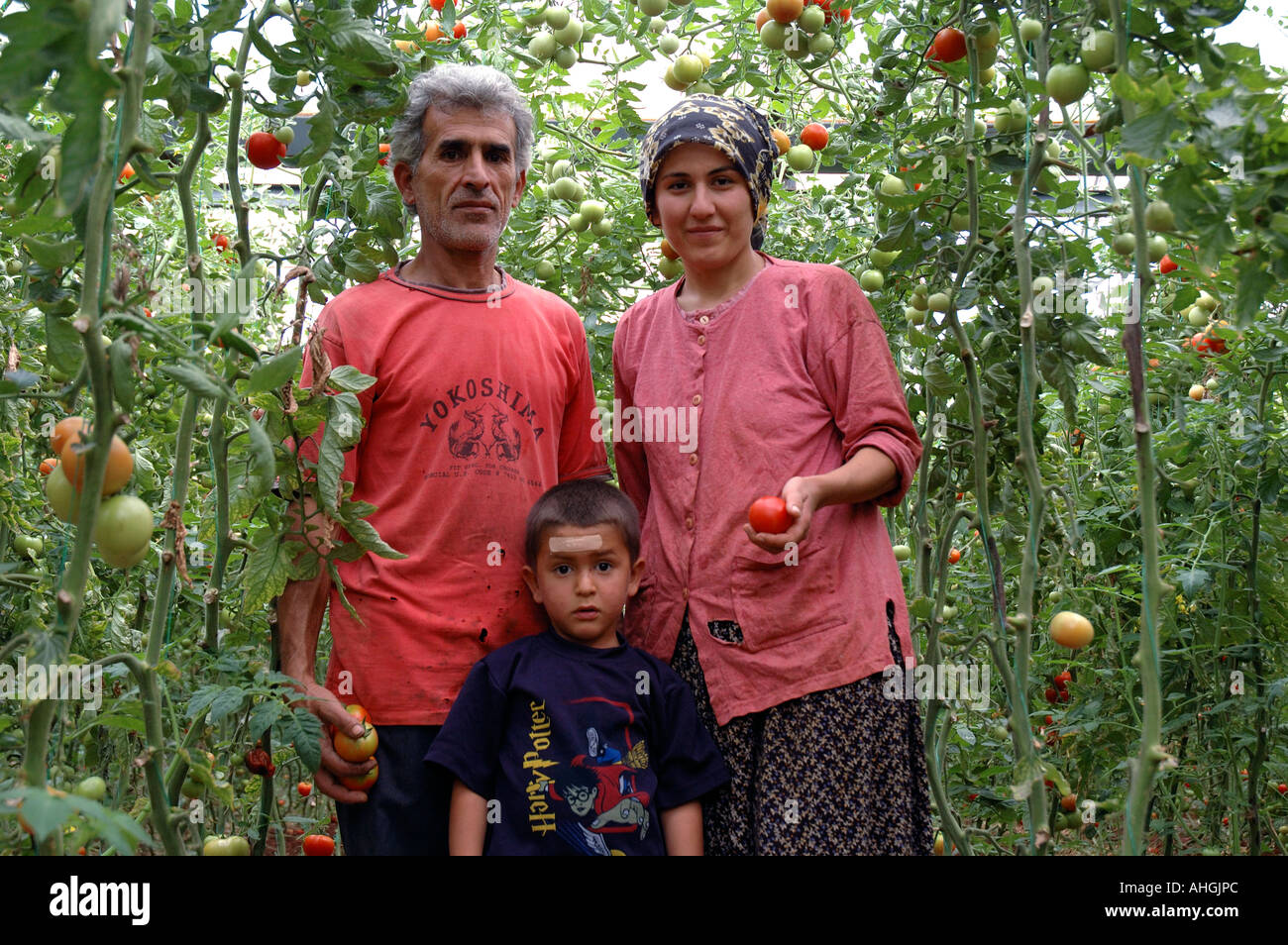 Agricultural workers picking tomatoes in family greenhouse near  small town of Yesilkoy in Anatolia Southern Turkey. Stock Photo