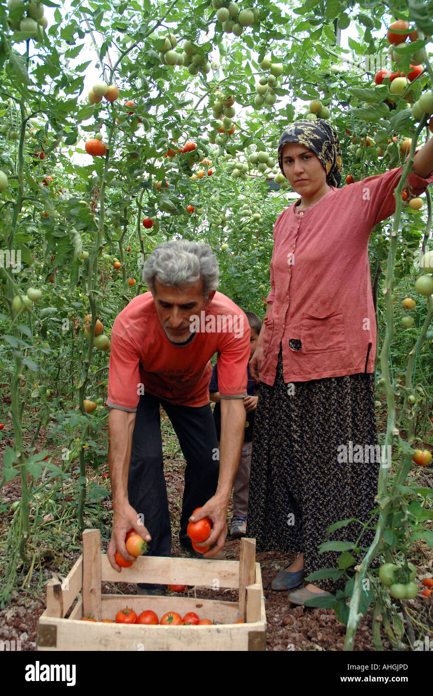 Agricultural workers picking tomatoes in family greenhouse near  small town of Yesilkoy in Anatolia Southern Turkey. Stock Photo