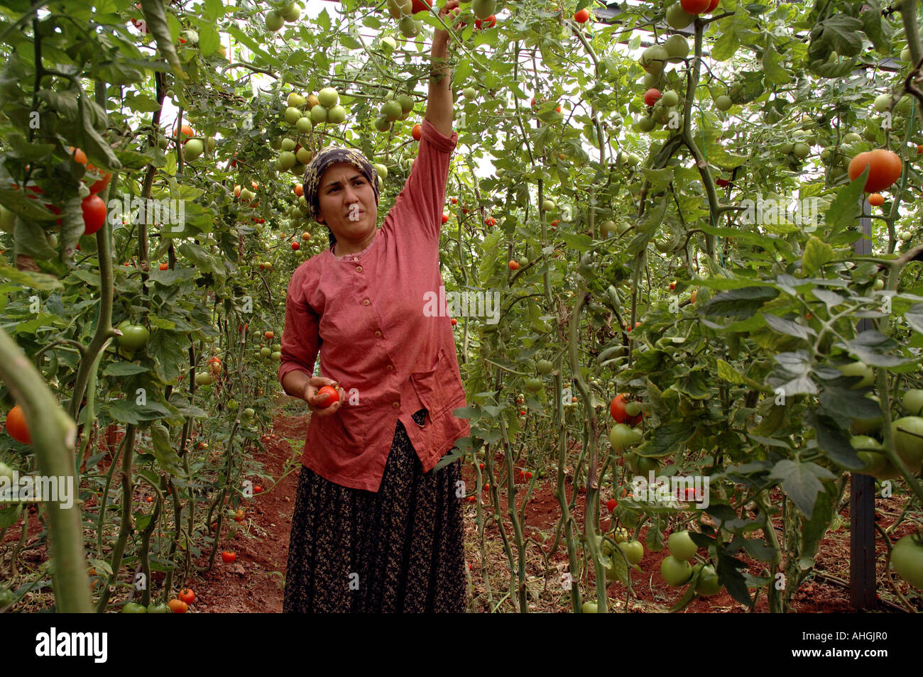 Agricultural workers picking tomatoes in family greenhouse near  small town of Yesilkoy in Anatolia Southern Turkey. Stock Photo