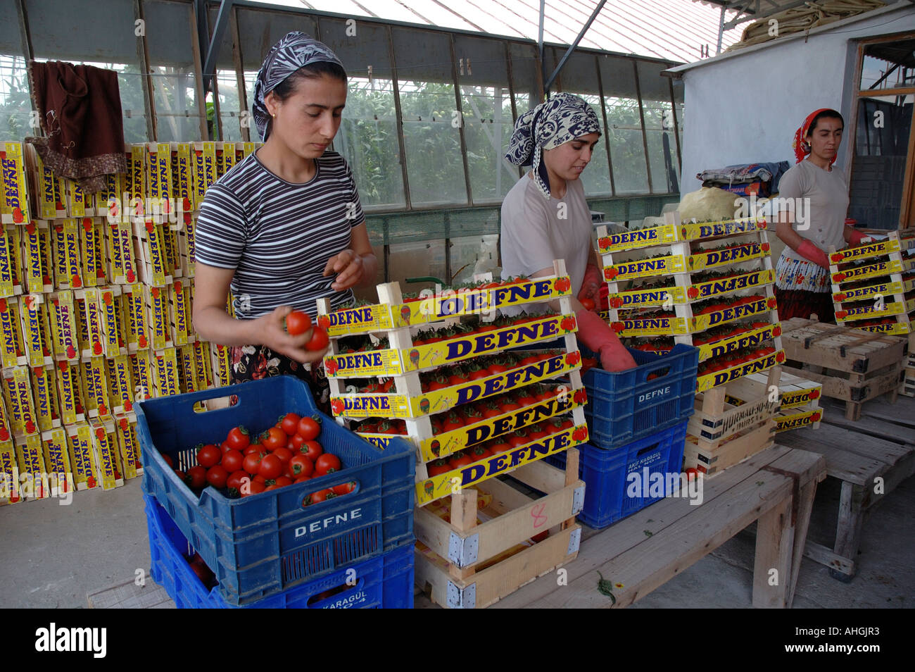 Migrant workers sorting tomatoes in greenhouses in Yesilkoy village in Southern Turkey. Stock Photo