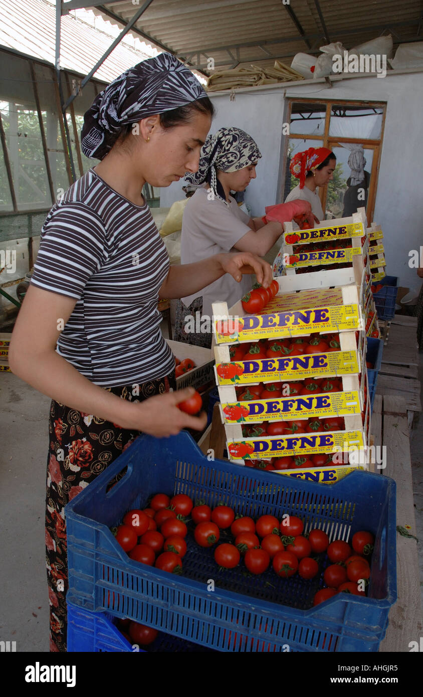 Migrant workers sorting tomatoes in greenhouses in Yesilkoy village in Southern Turkey. Stock Photo