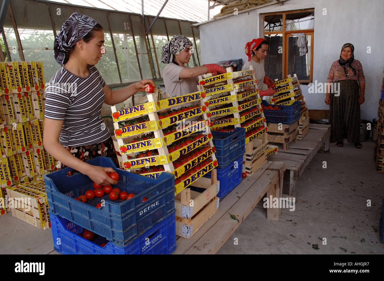 Migrant workers sorting tomatoes in greenhouses in Yesilkoy village in Southern Turkey. Stock Photo