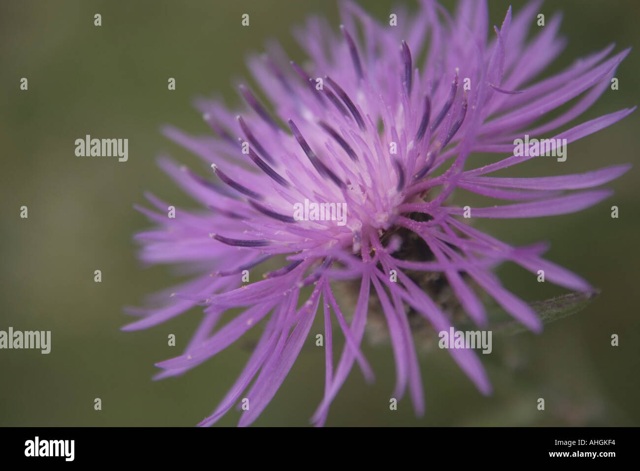 Purple flowers greater knapweed hi-res stock photography and images - Alamy
