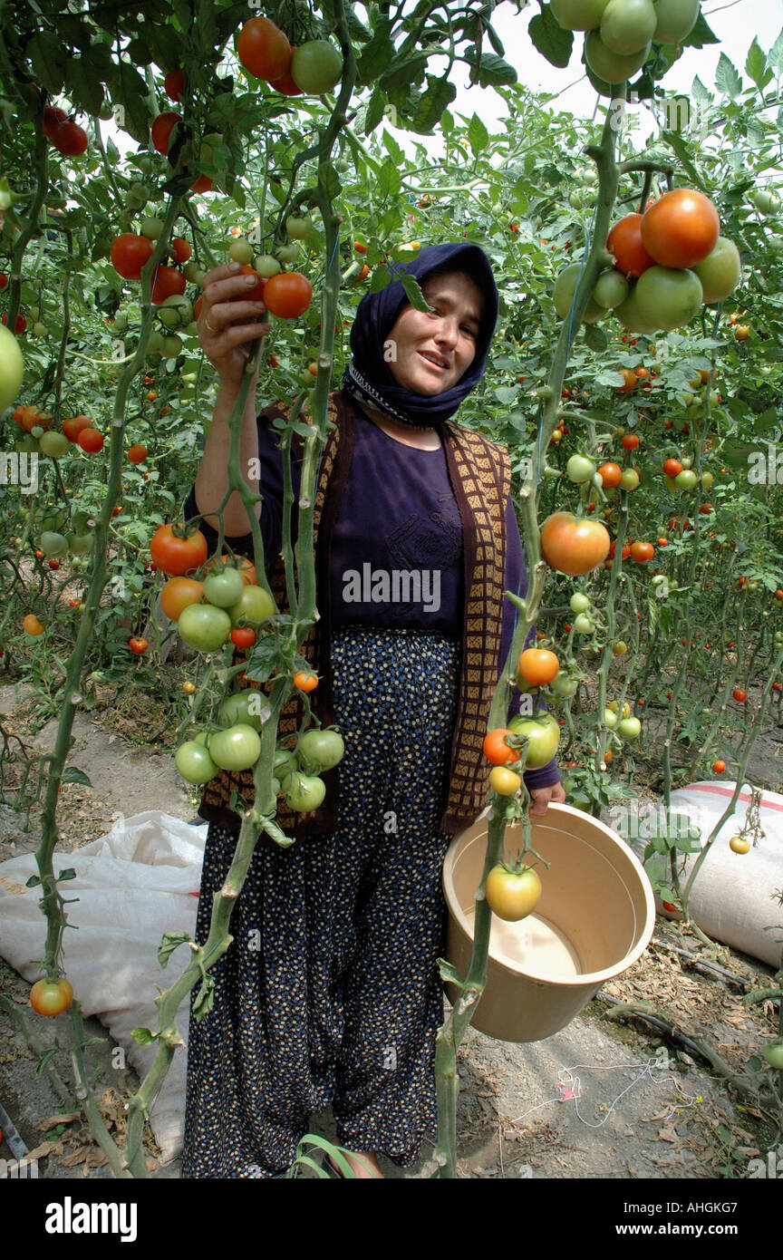 Migrant workers picking tomatoes in greenhouse near Yesilkoy in Southern Turkey. Stock Photo