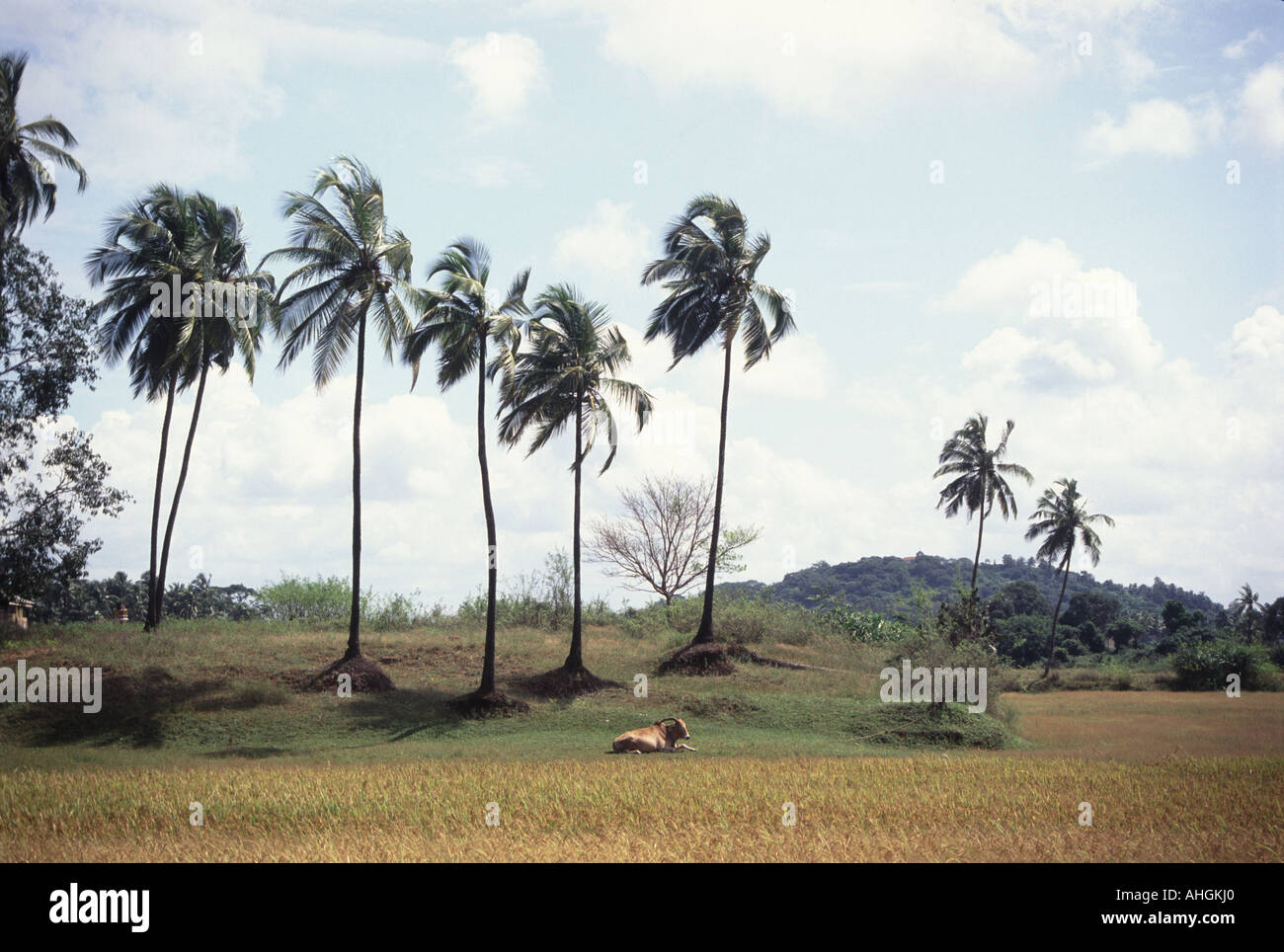Goa field hi-res stock photography and images - Alamy