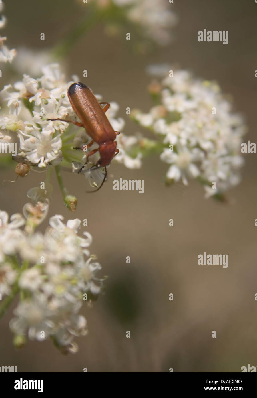 Soldier Beetle, Rhagonycha Fulva Stock Photo