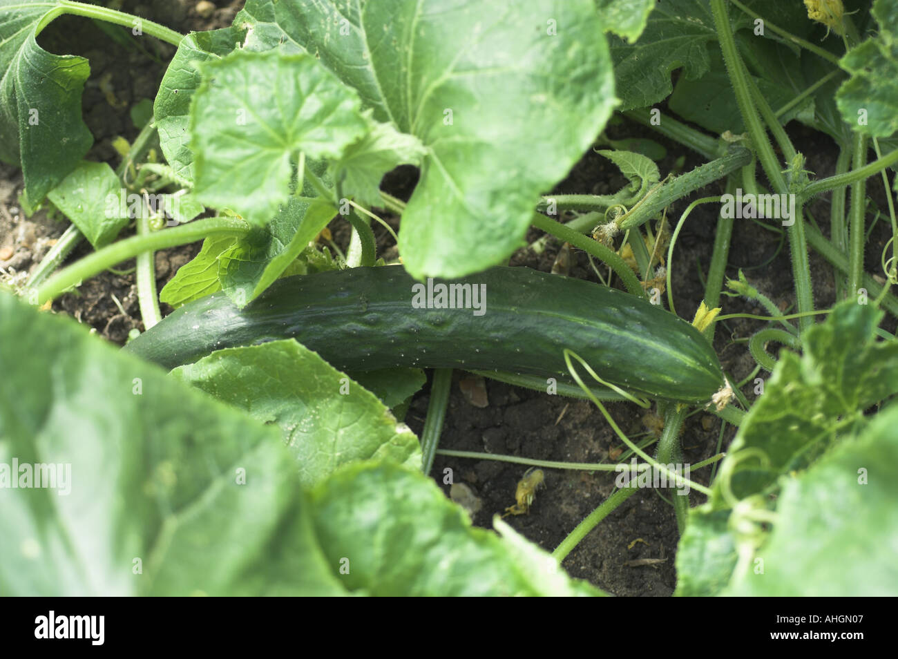 Ridge cucumber in outdoor cold frame UK July Stock Photo