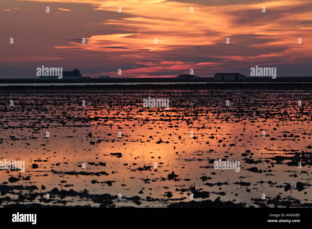 Rice fields after harvest at sunset Isla Mayor Seville Spain Stock