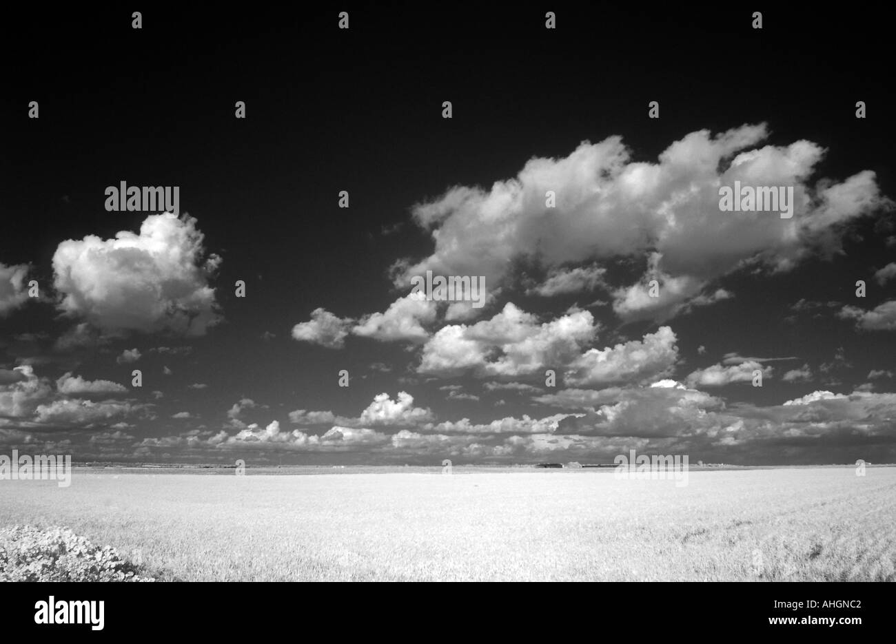Infrared image of a wheat field in Donana marshland area Seville Spain Stock Photo