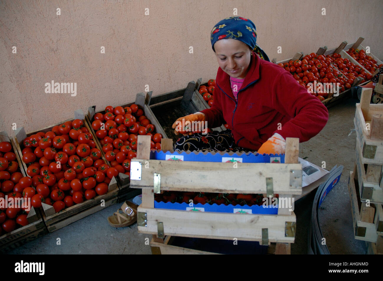 Agricultural workers sorting at tomatoes at distribution depot in small town of Yesilkoy Stock Photo