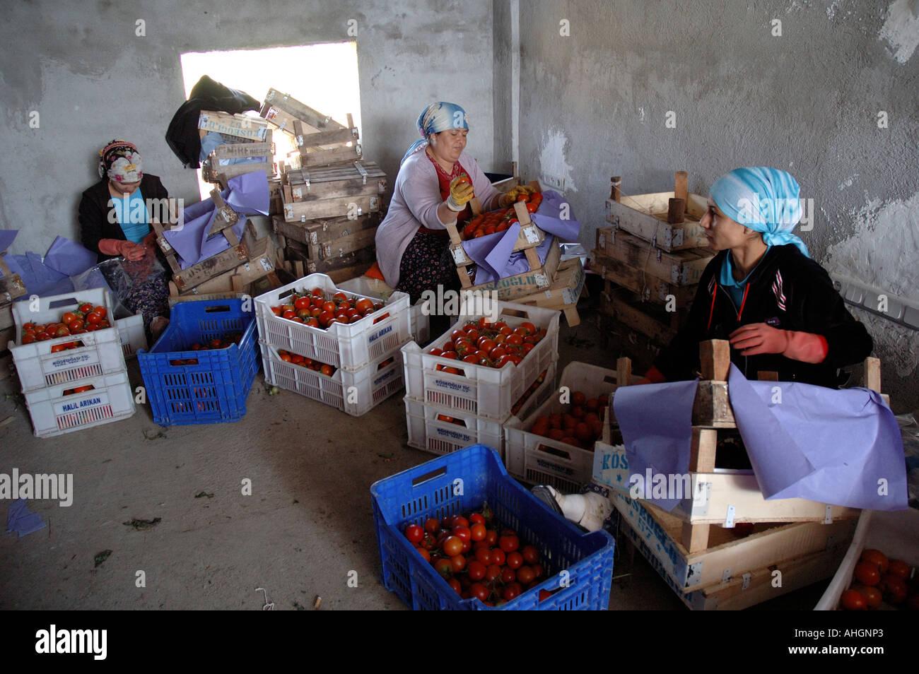 Agricultural workers sorting at tomatoes at distribution depot in small town of Yesilkoy Stock Photo