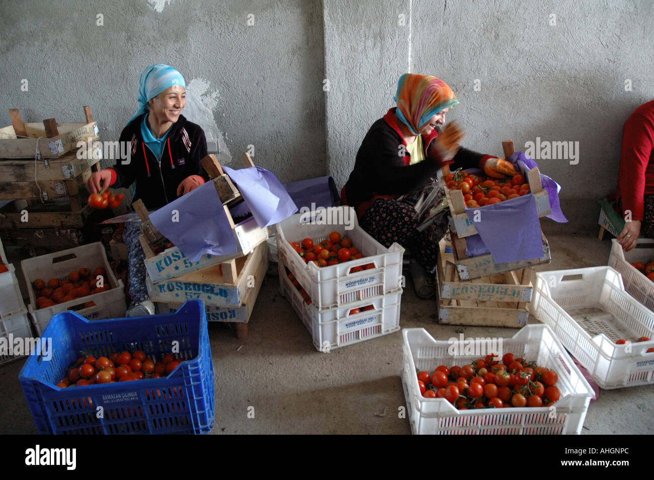 Agricultural workers sorting at tomatoes at distribution depot in small town of Yesilkoy Stock Photo
