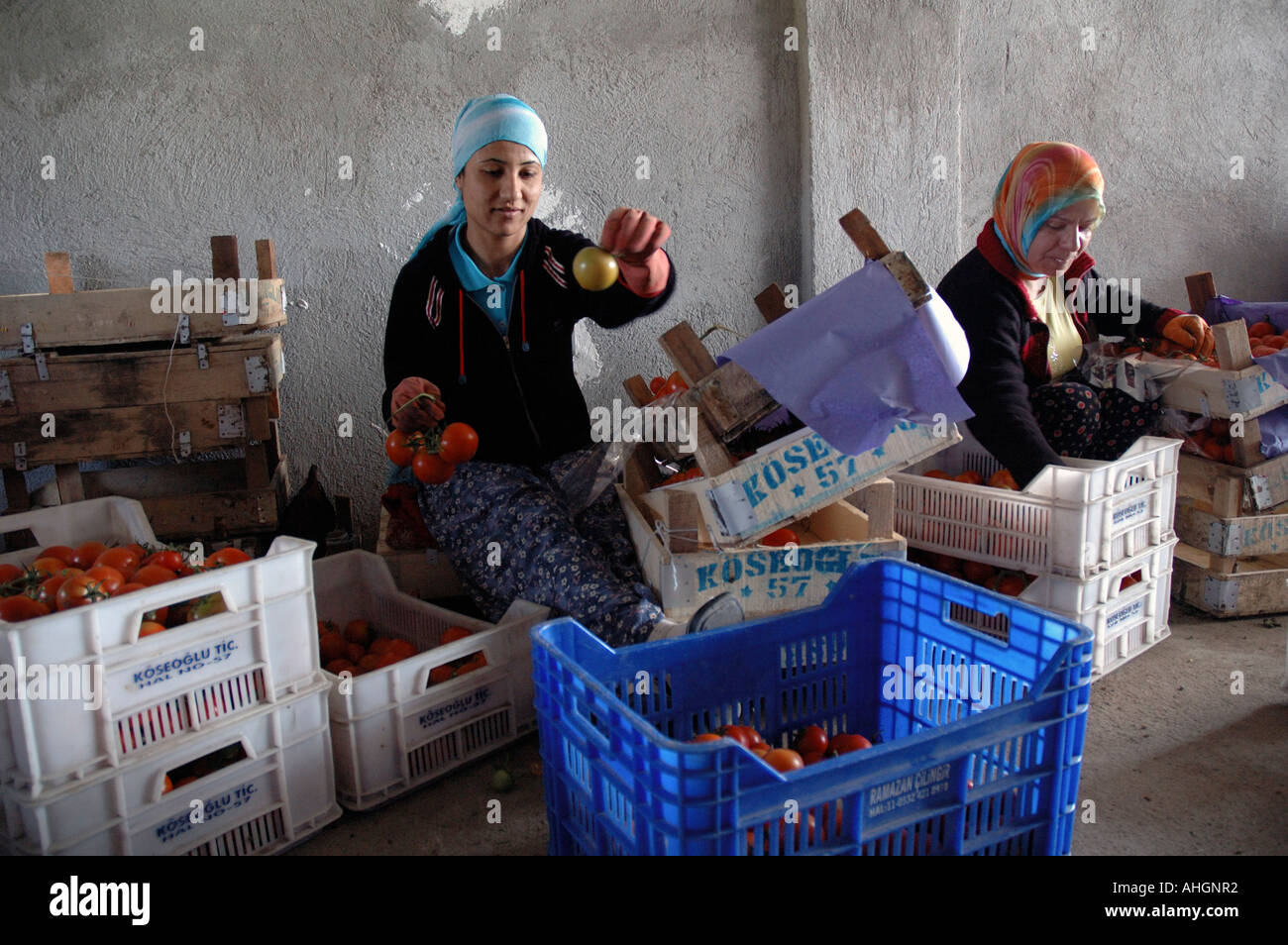 Agricultural workers sorting at tomatoes at distribution depot in small town of Yesilkoy Stock Photo