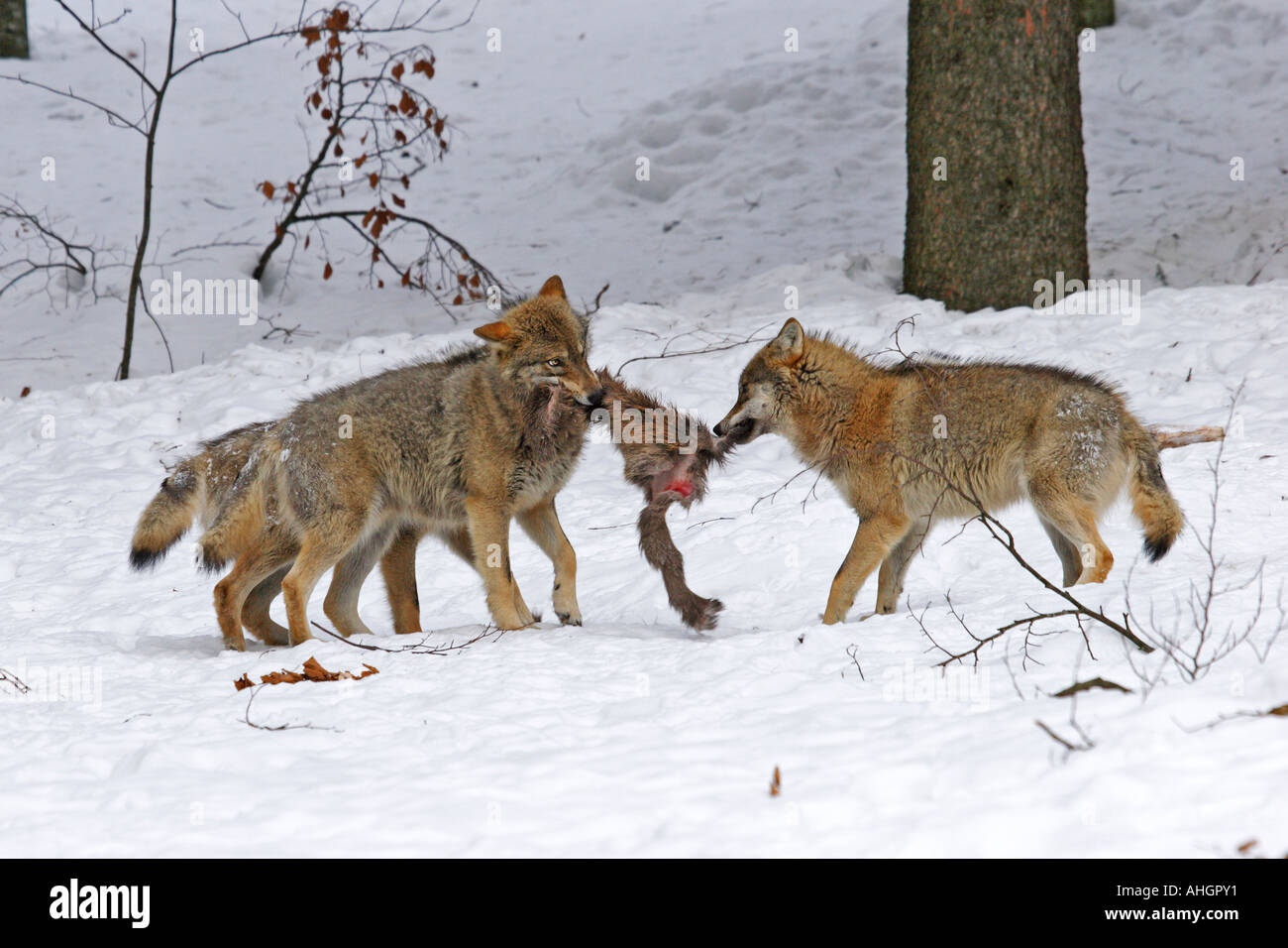 Wölfe, Wolves fight for booty Stock Photo