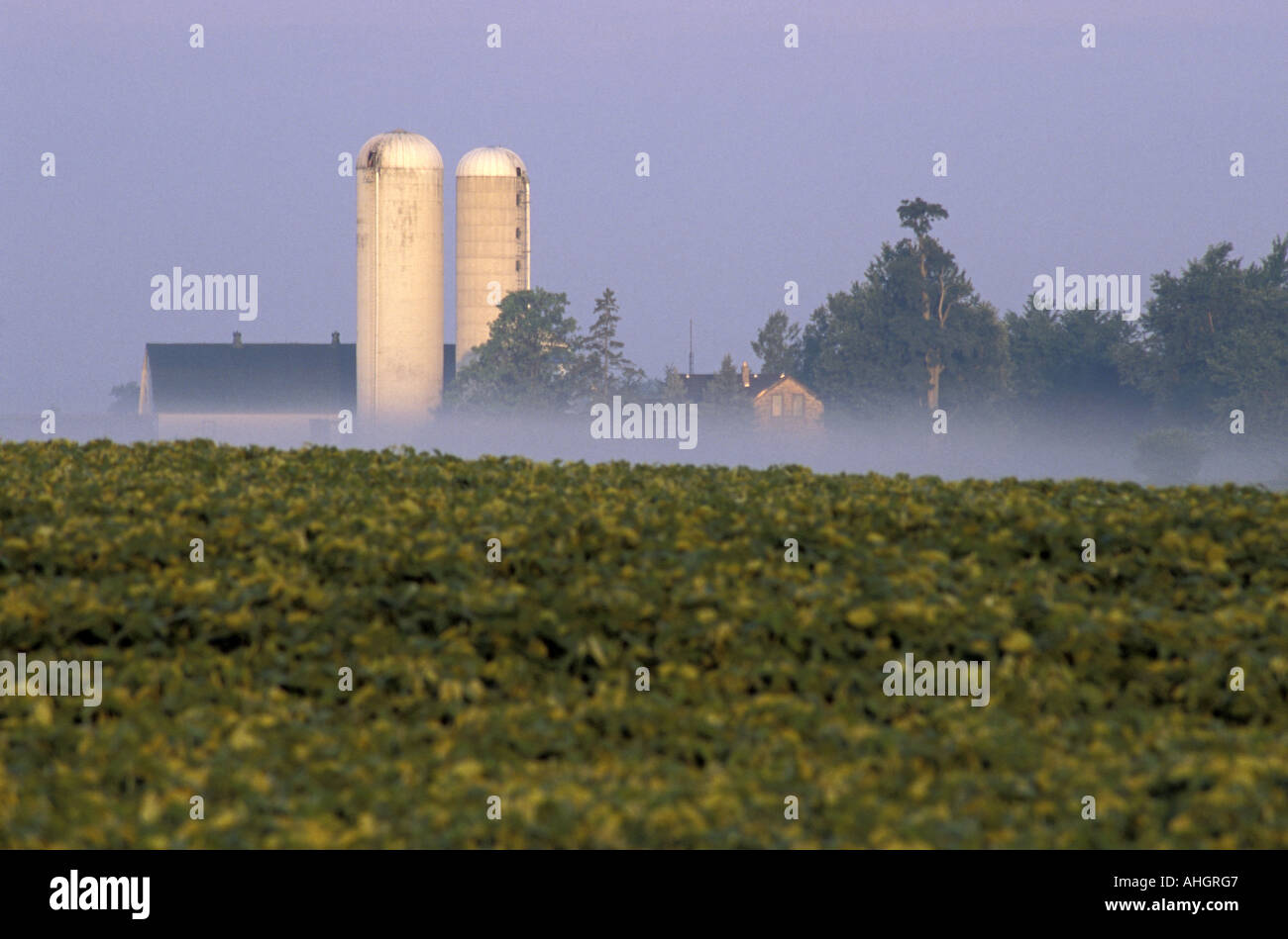 Southern Ontario Farm and Soy Bean Field In Mist Stock Photo