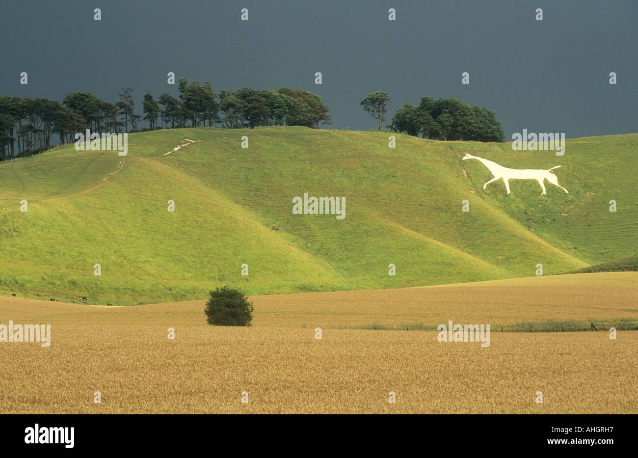 [white Horse] [ chalk figure] Stock Photo Alamy