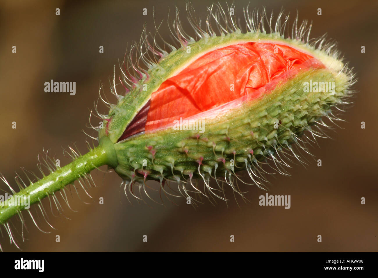 Alien eye Poppy about to blossom Stock Photo