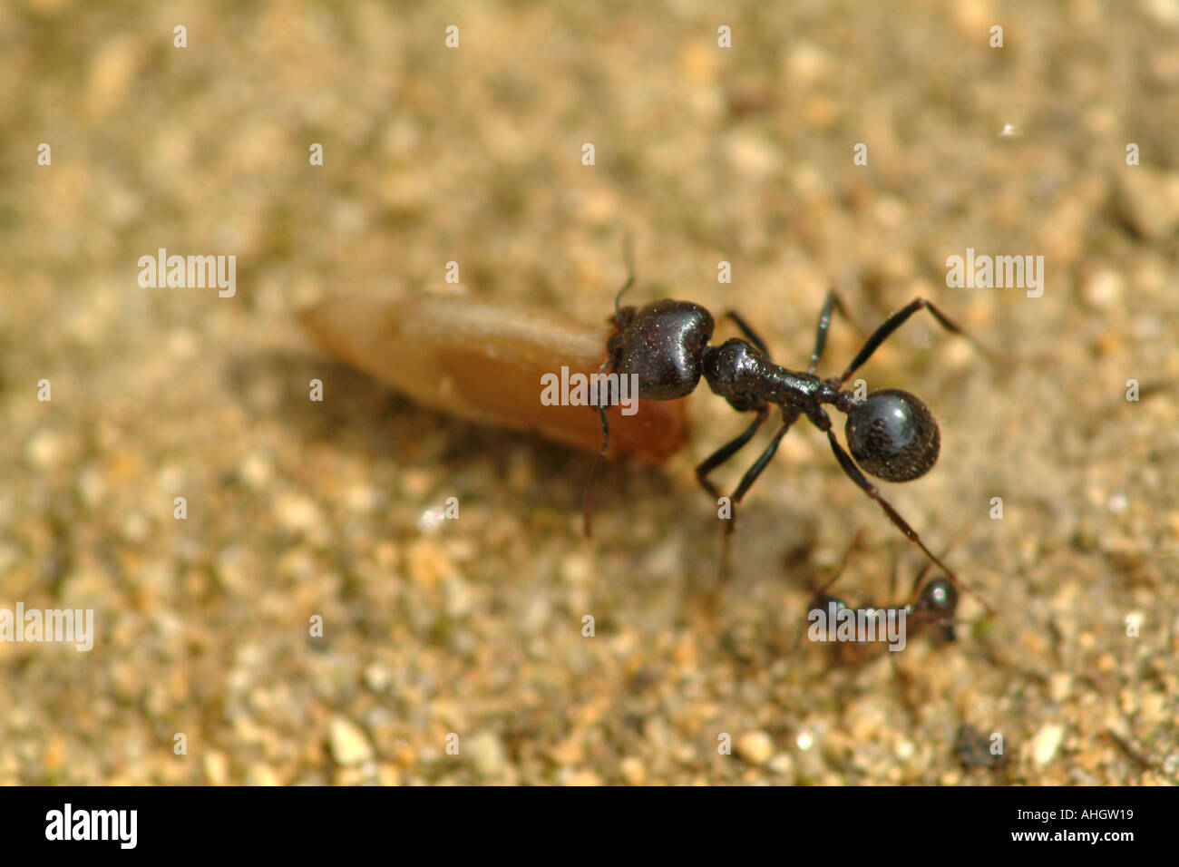Ant of species Iridomyrmex humilis, Argentinian ant, carrying a sunflower seed Spain Stock Photo