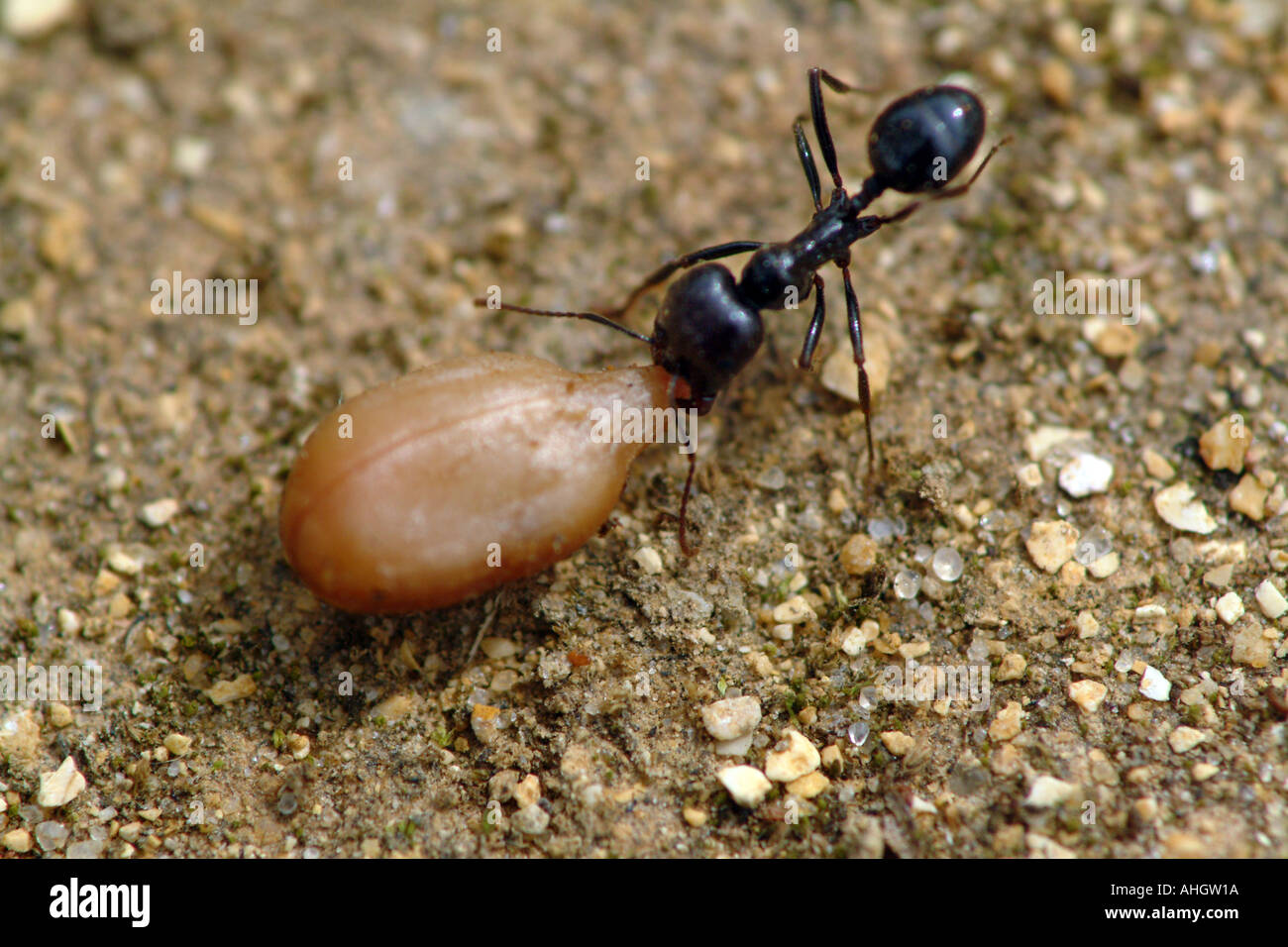 Ant of species Iridomyrmex humilis, Argentinian ant, carrying a sunflower seed Spain Stock Photo