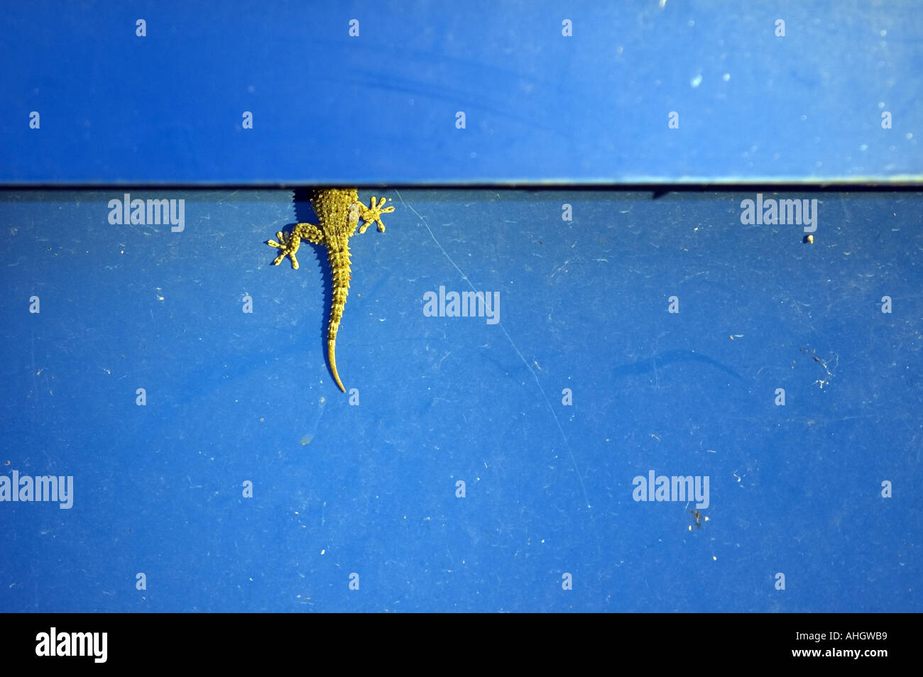 The tail of a gecko under a blue panel Stock Photo - Alamy