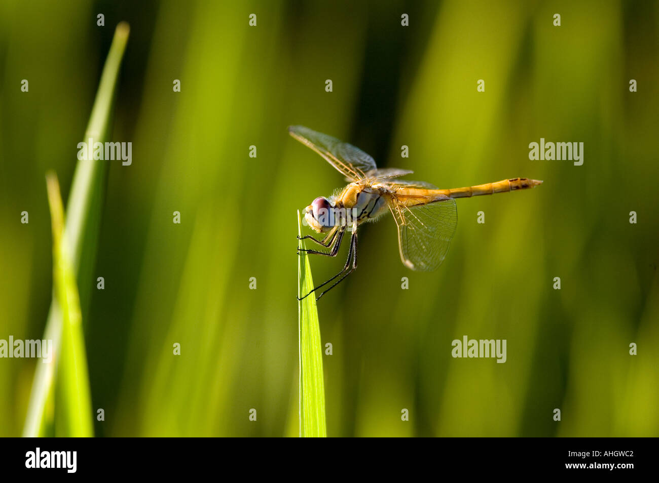 Green dragonfly on a rice blade Stock Photo