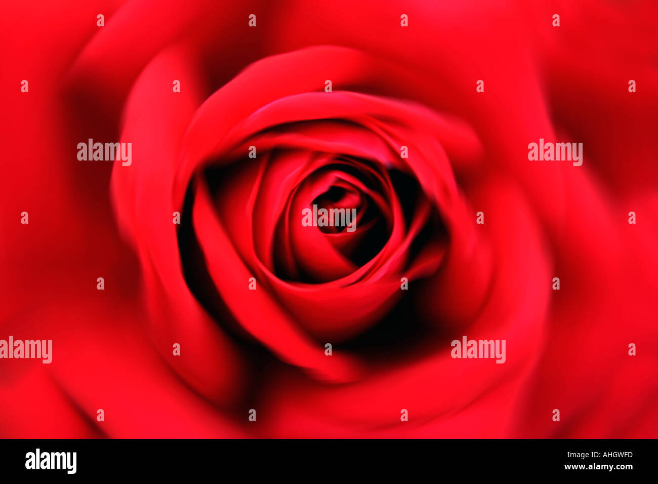 Closeup close up hi-res stock photography and images - Alamy