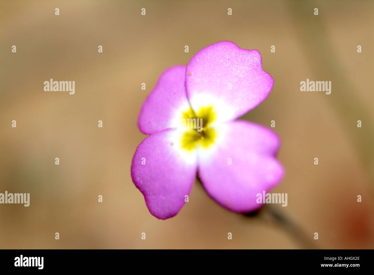 Arabis verna wild flower Spain Stock Photo