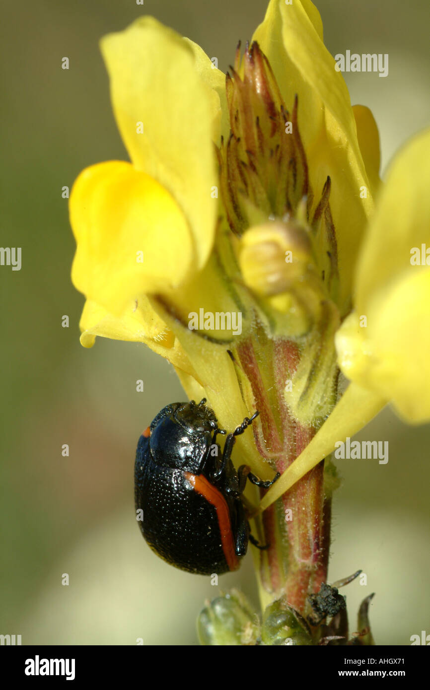 Beetle climbing a yellow flower, Spain Stock Photo