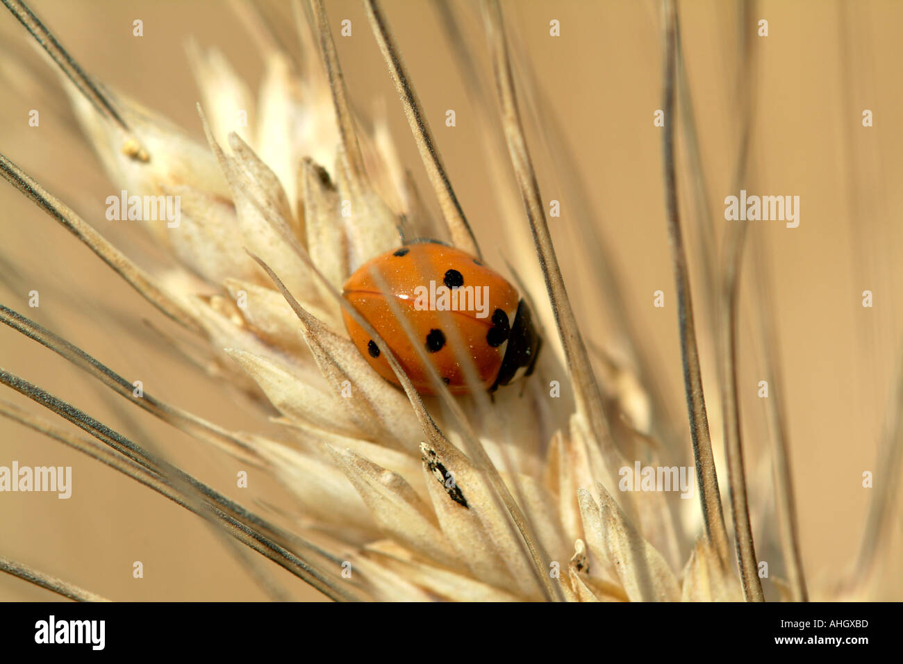 Ladybug In Ear Gold ladybug hi-res stock photography and images - Alamy