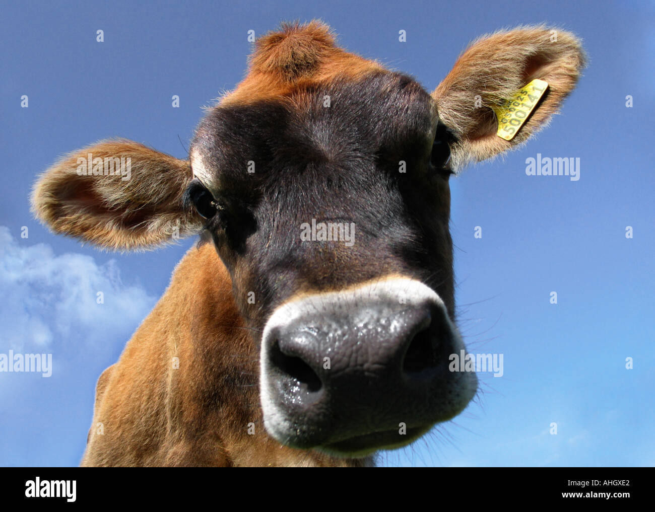 Jersey calf hi-res stock photography and images - Alamy