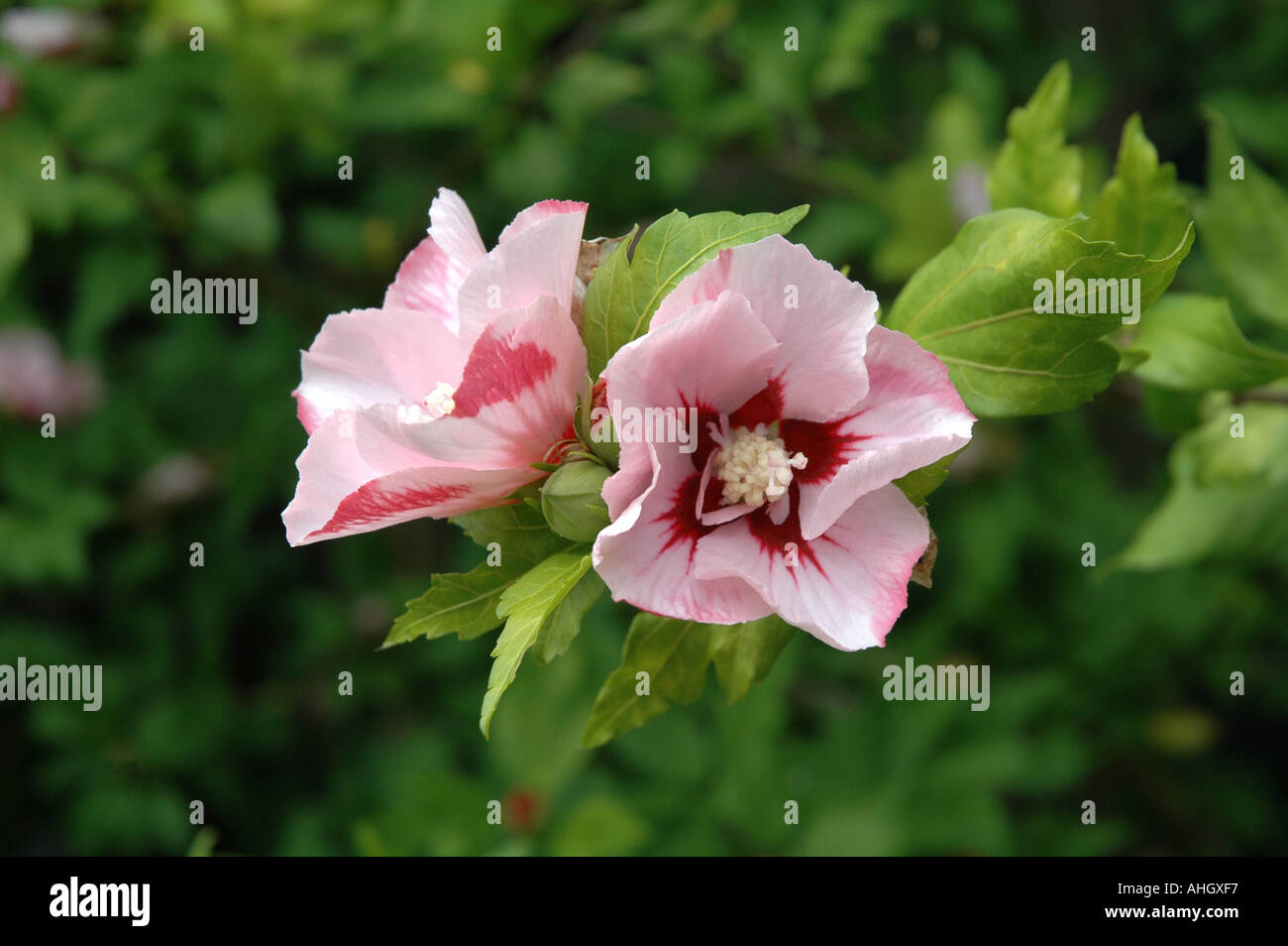 Hibiscus hamabo hi-res stock photography and images - Alamy